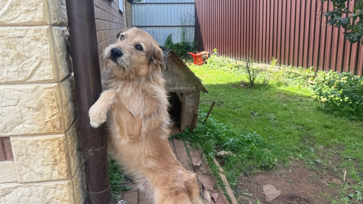 Перестаньте поливать собак от клещей этой отравой: ветеринары назвали народные средства, которые вредят вашим питомцам 