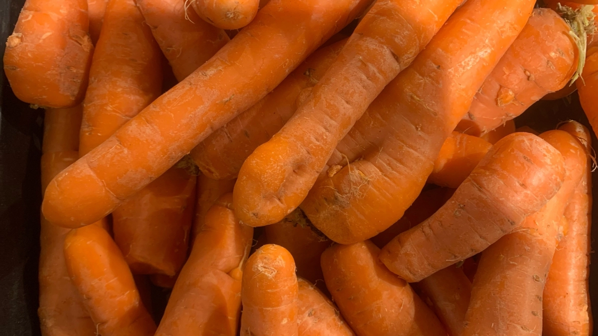 Не морковь, а золотая жила: собираем по 500 кг с 1 сотки даже в засуху – клубни крупные, вкусные, лежкость 10 из 10