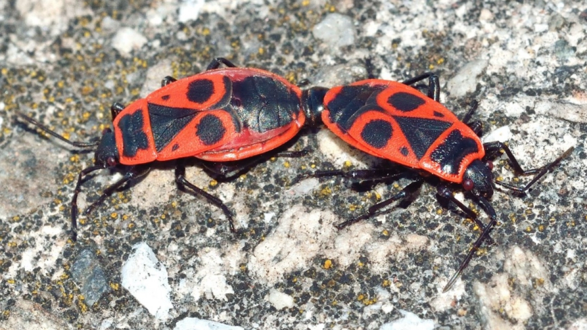 Вонючие вредители в ярких доспехах: как быстро спасти сад от клопов-солдатиков - без отравы и мучений