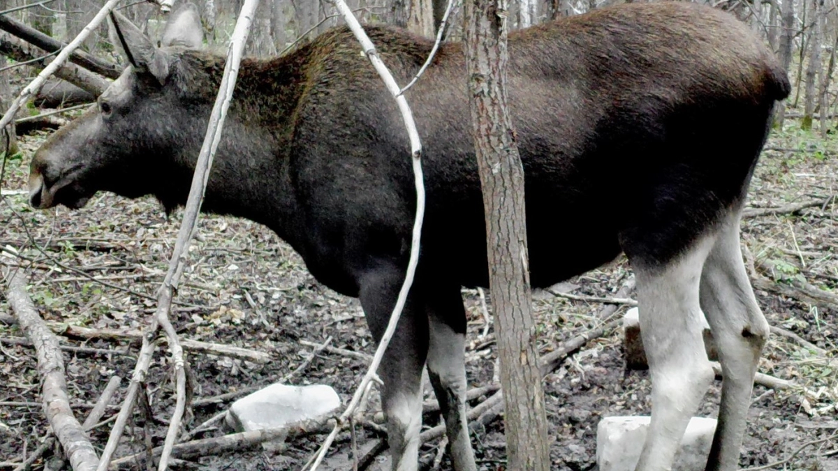 Жителя Нижнего Ломова осудили за незаконную охоту на лося