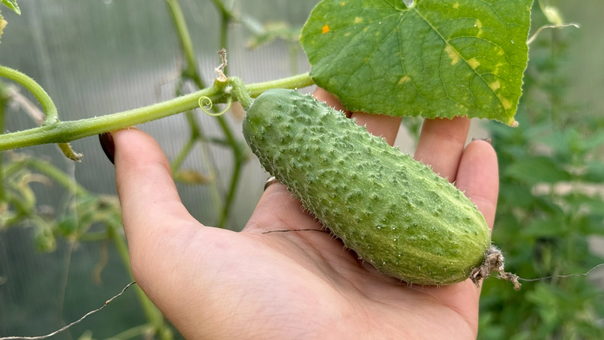 3 сорта огурцов, которые обещают сладость и хруст — а вырастает водянистая "трава", не тратьте деньги на эти семена 