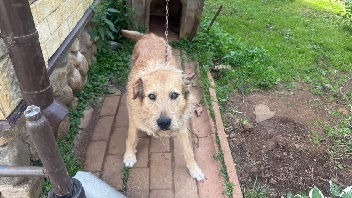 Ветеринар посоветовал одно копеечное средство — клещи теперь обходят мою собаку за километр, рассказываю