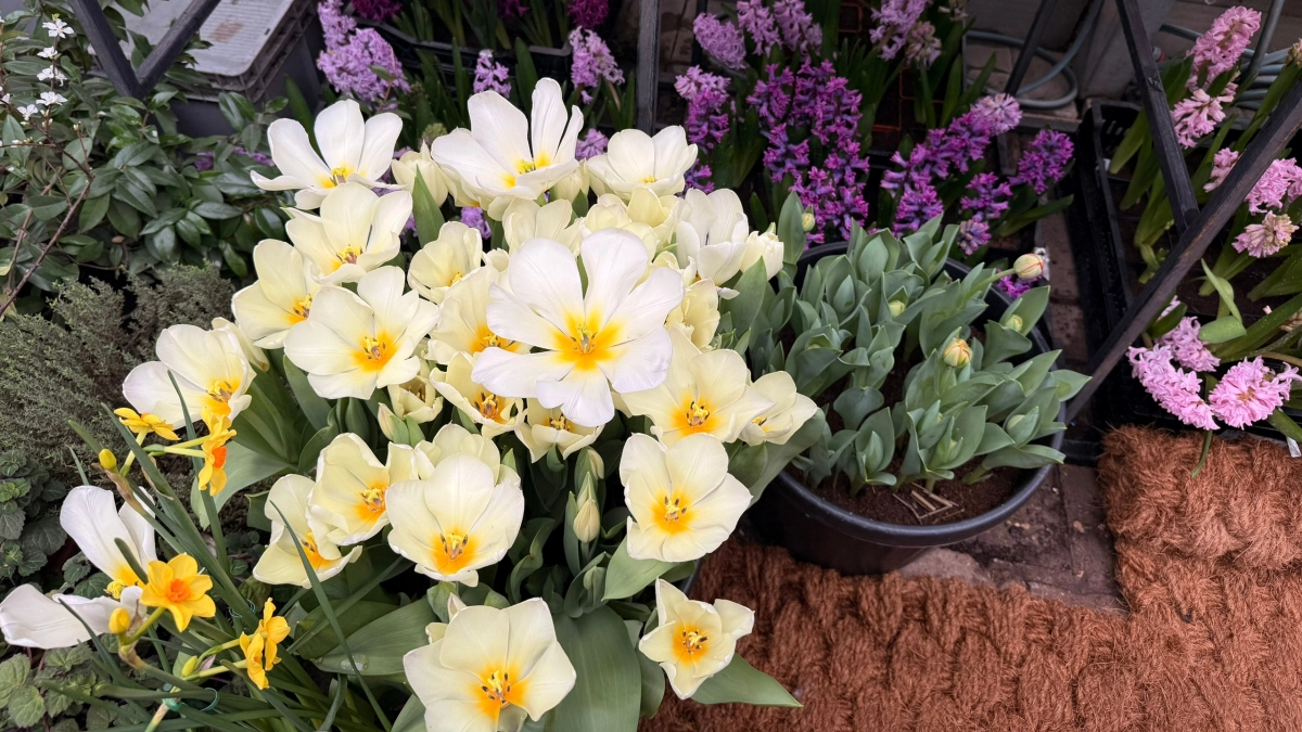 1 ложка на 10 литров воды — и дачные нарциссы зацветут шапками: цветки размером с тарелку, а бутоны гигантские