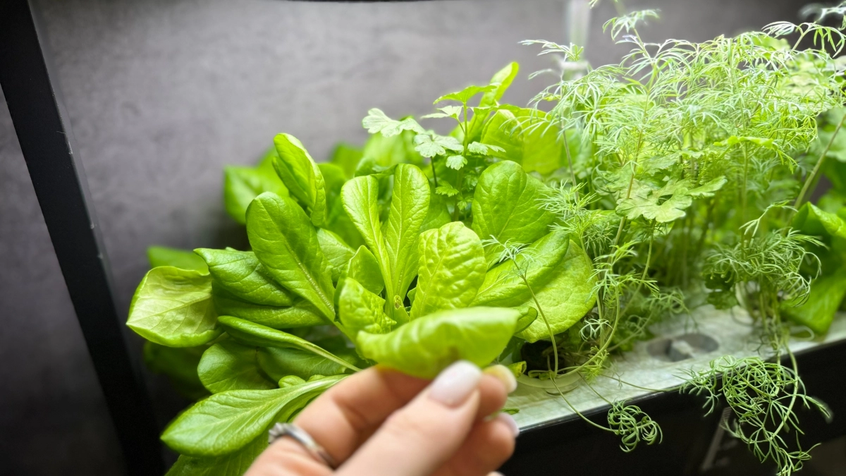 В этом году освоила сухой полив рассады помидор: теперь не вытягивается даже без ламп - растет крепкой, как дубки