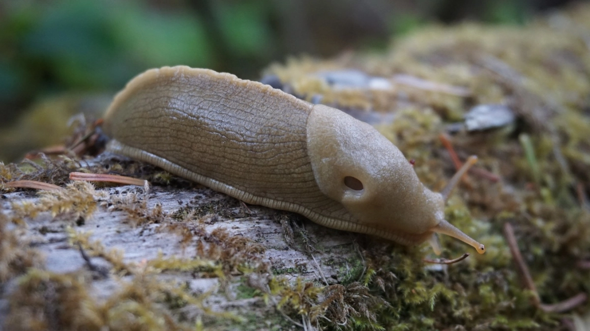 Один трюк из СССР — и слизни бегут, как от огня: без опасной химии— нужно лишь средство из аптеки