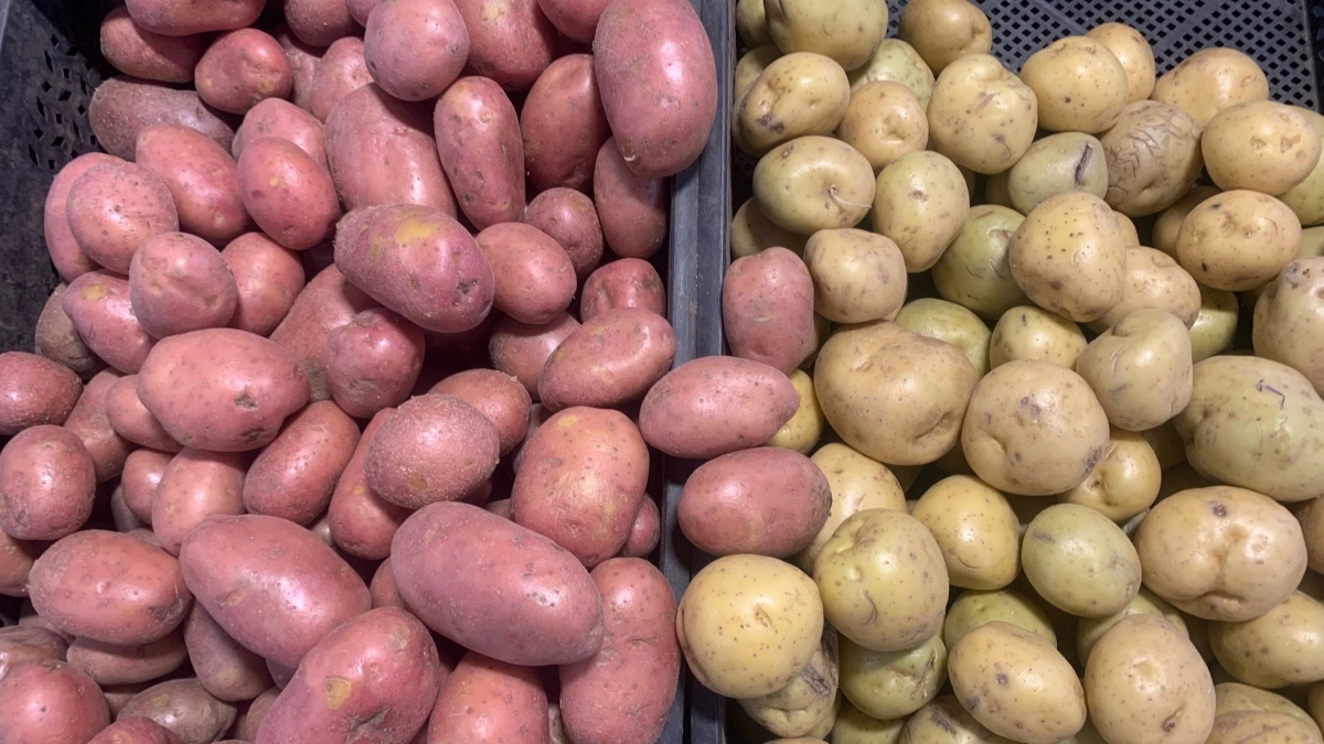 Ленивые дачники выбирают этого белоруса и забот не знают: 730 кг вкусной картошки с одной сотки