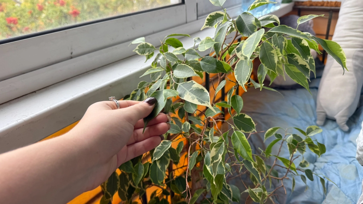 Заставляю фикус радовать новыми побегами каждый месяц: 3 простых, но важных правила ухода