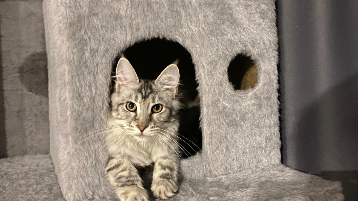 Выбирать кошку надо не по породе, а по характеру : 7 пород, которые точно подойдут не всем - ревнивые и буйные