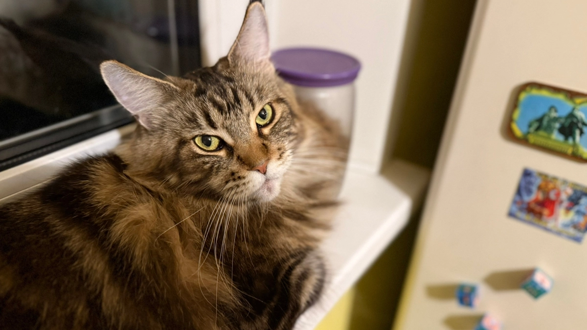 Сколько лет максимально живут кошки при хорошем домашнем уходе: долгожители легко переходят рубеж в 30 лет 