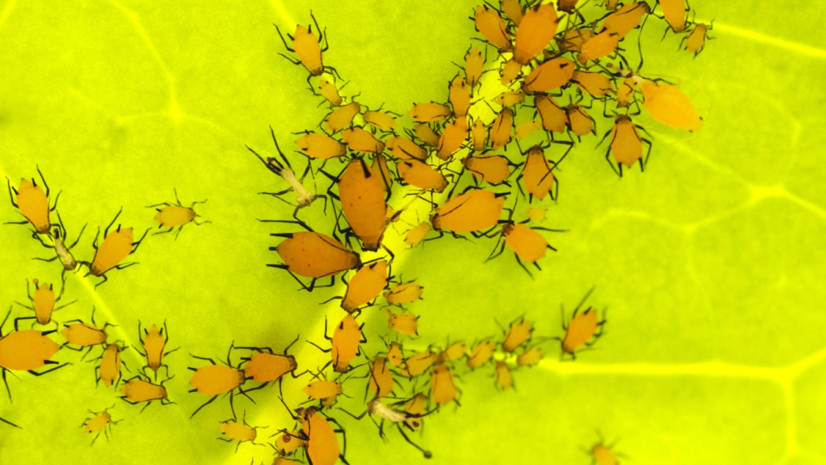 Попросила агронома рассказать, как избавиться от тли раз и навсегда — вот её советы, делюсь с дачниками