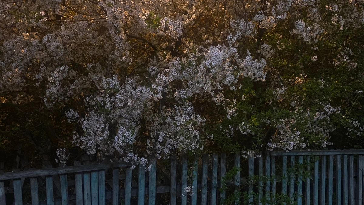 В Пензенской области сезон пыльцевой аллергии начался раньше обычного