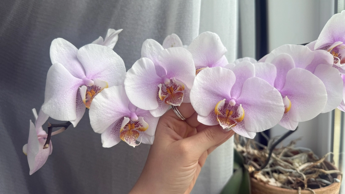 Как спасти гниющую орхидею — делаю это сразу как замечаю первые признаки и цветок оживает