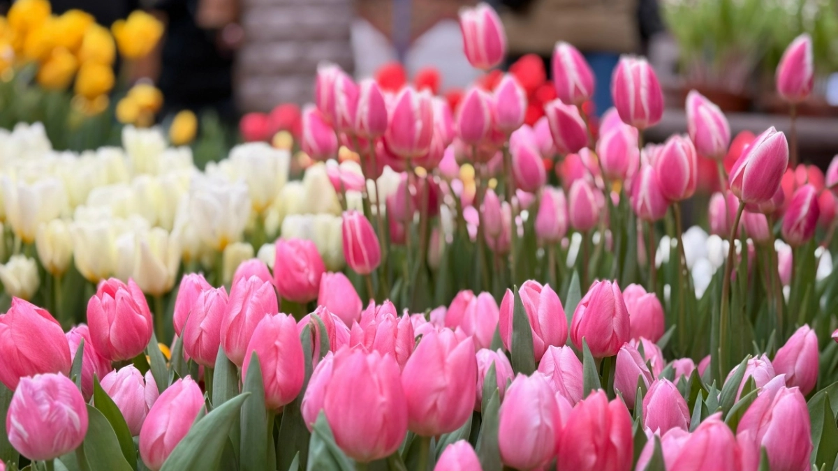 Жительница Пензы потеряла 280 тысяч рублей, пытаясь получить цветы