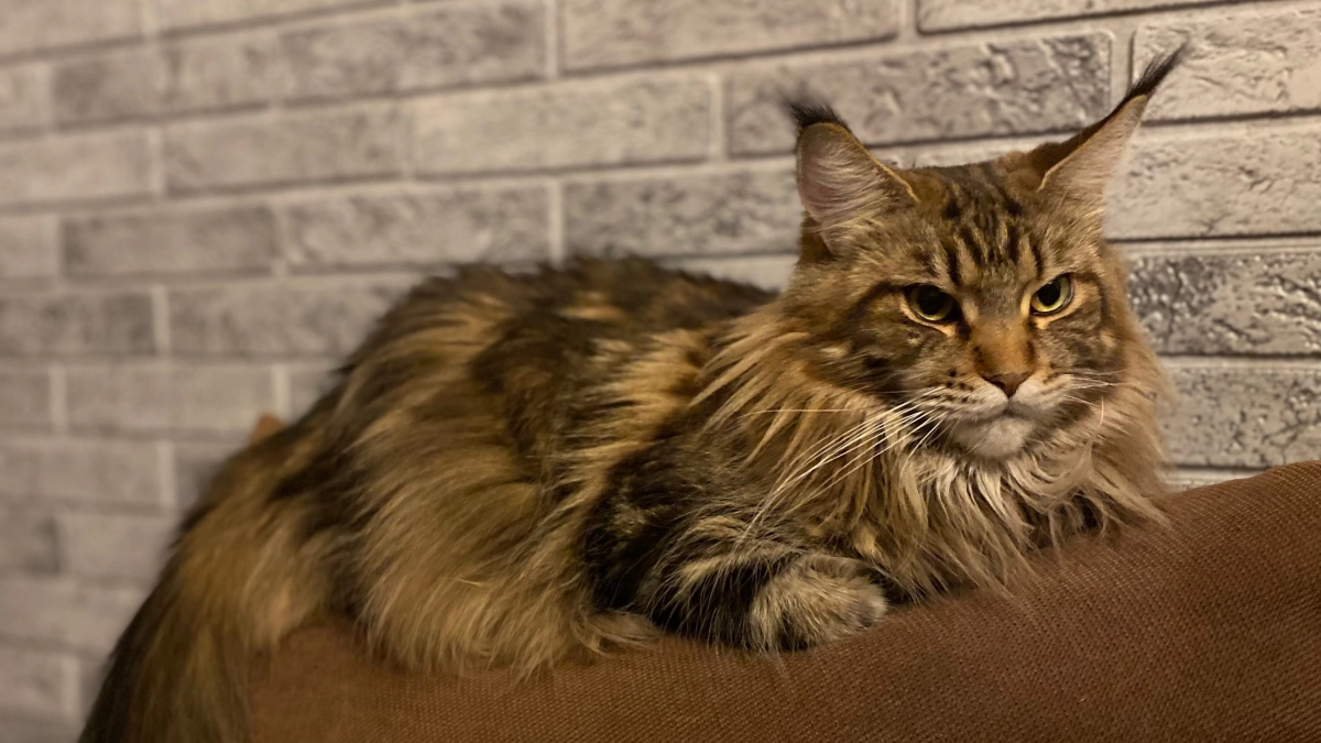 Ветеринары рассказали про последний путь: все кошки делают эти 3 действия, когда жизнь подходит к концу - не пропустите сигналы