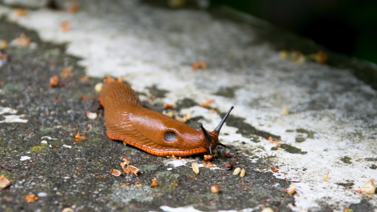 Не химия, не ловушки: только этот суперспособ избавил от слизней - испанские захватчики сбежали с участка