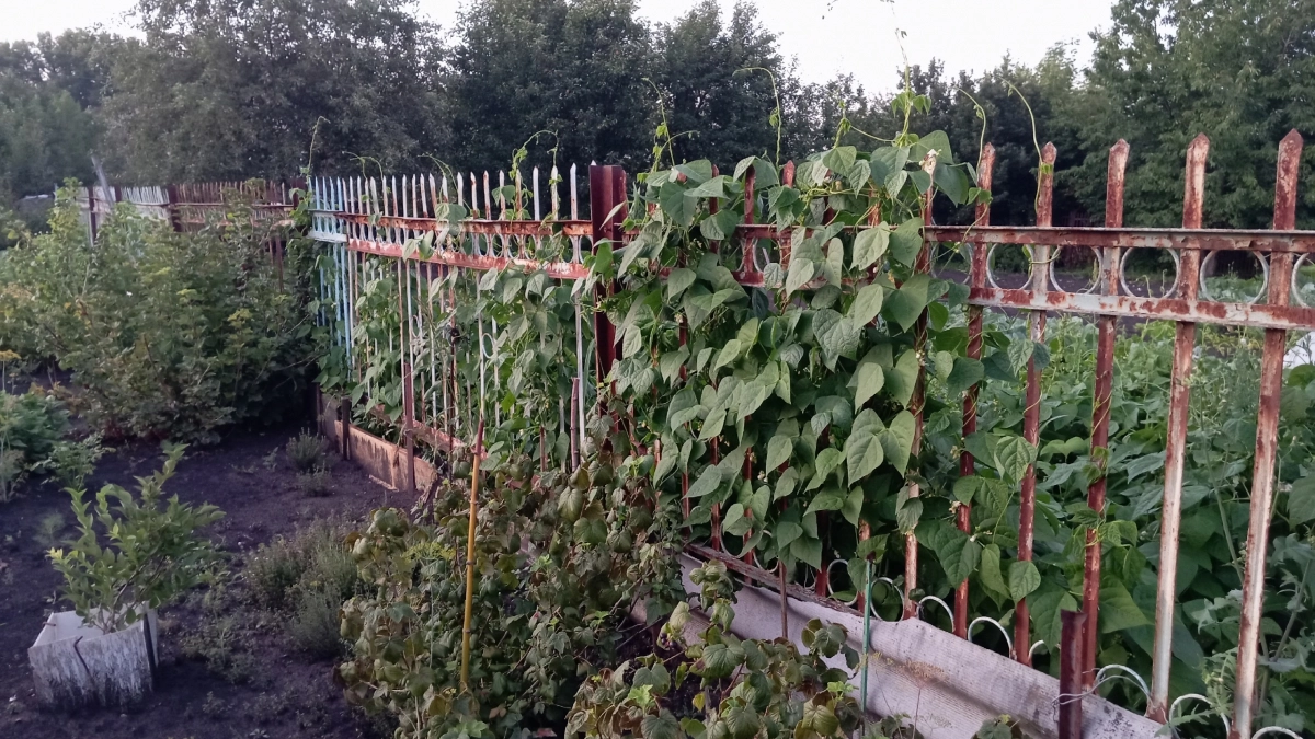 Сосед отказался строить забор между участками напополам: есть 2 способа грамотного разрешения - и не докопаешься