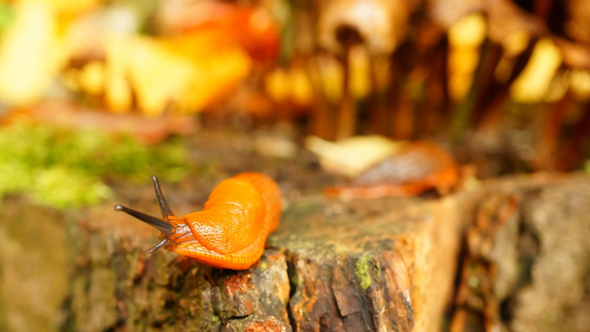 Слизни сбежали с участка за ночь: хватило одного пакетика — средство, которое всегда есть в аптечке
