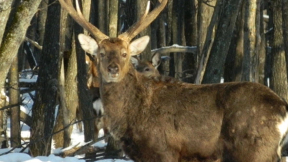 В Пензенской области стали известны итоги зимнего учета животных