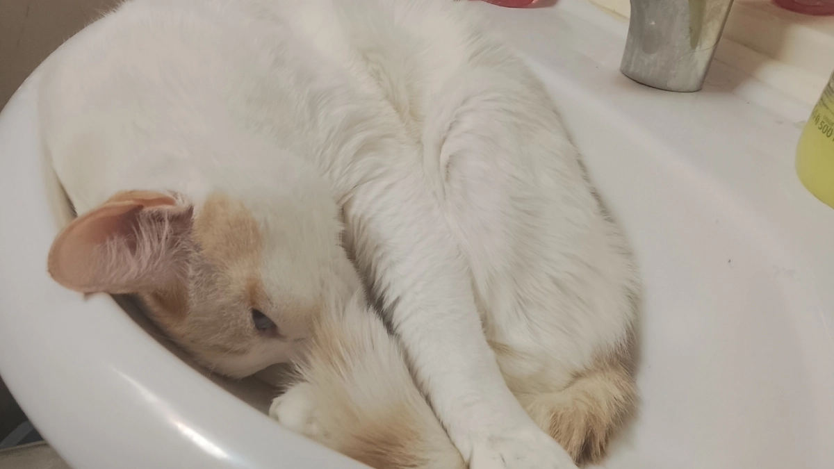 Ветеринар поставил в вопросе жирную точку: скучает ли кошка по хозяину пока одна дома - эмоции, которые она скрывает 