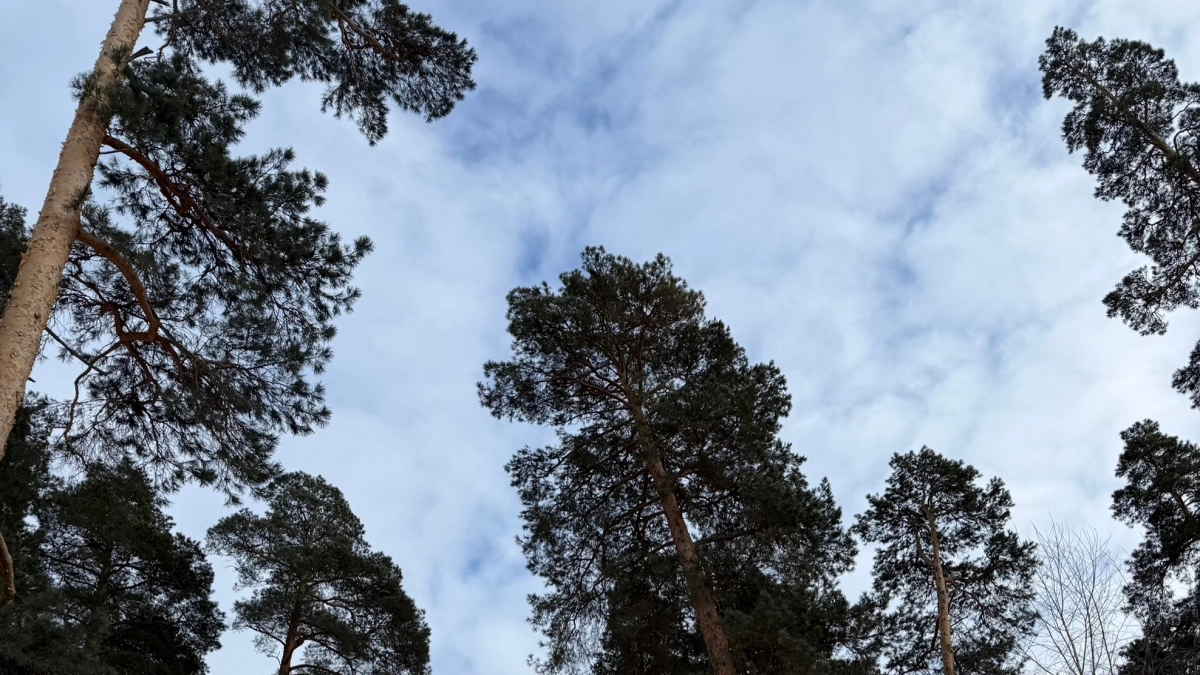 Природа под ударом: в Пензе утвердили список 10 опасных растений