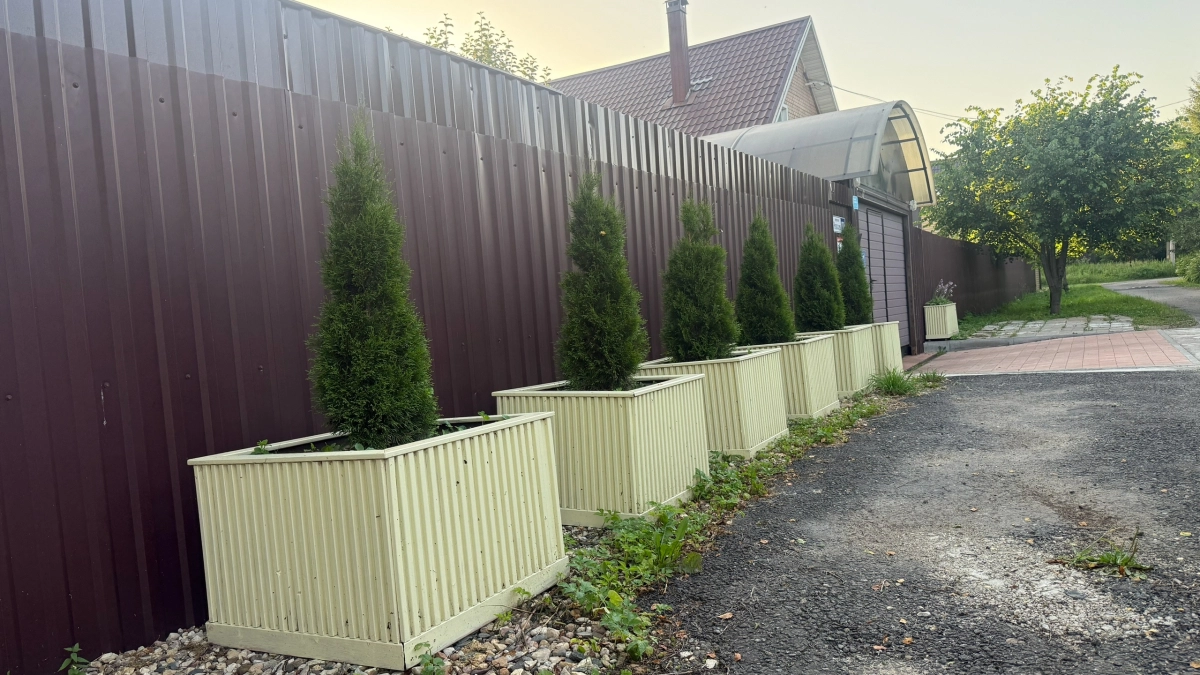 Туи вдоль забора больше не в моде: есть лучшее решение для живой изгороди - растет плотной шапкой темно-зеленого цвета