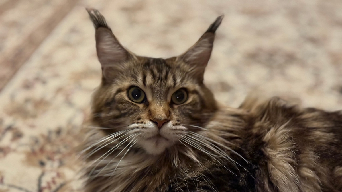 Жесты, которые реально действуют на кошек: от одного движения поведение меняется моментально