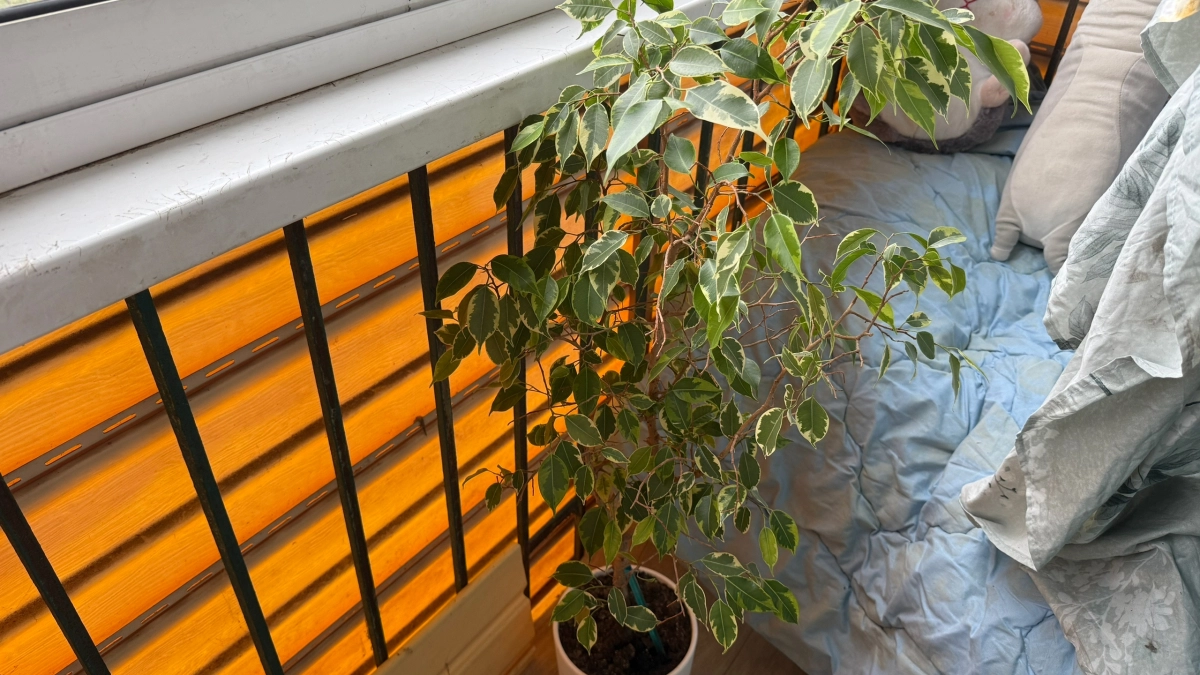 Чтобы фикус не рос «палкой», а кустился: подруга подсказала, что надо сделать в апреле, чтобы он стал пышным