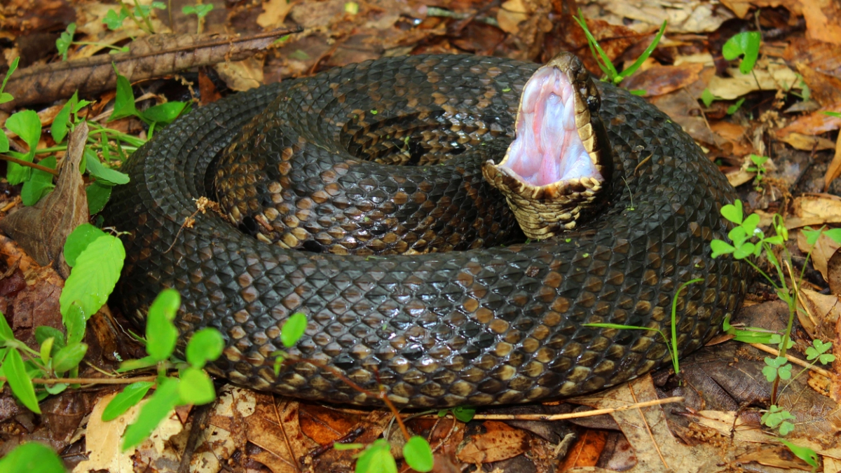 Гадюка передумает на вас нападать: ядовитые укусы больше не страшны - простая памятка для дачников и грибников 
