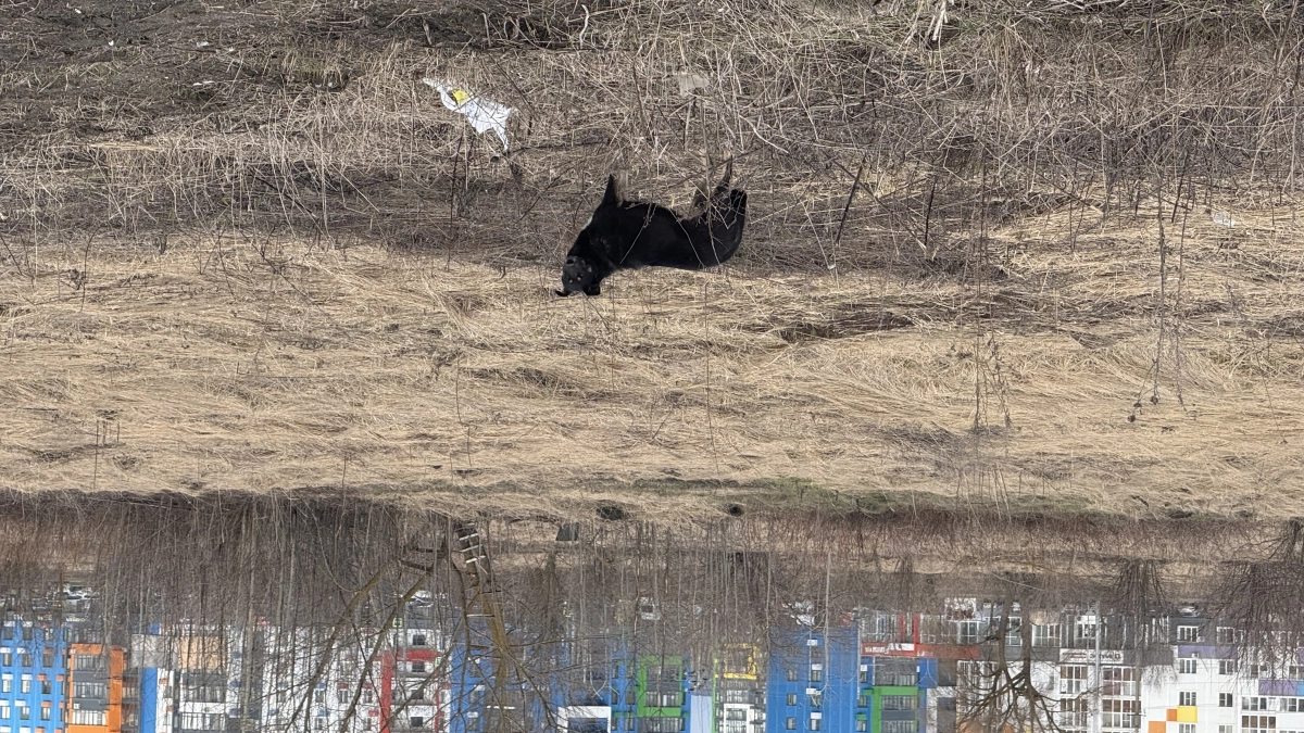 В 2025 году в Пензе отловили свыше 500 бездомных животных