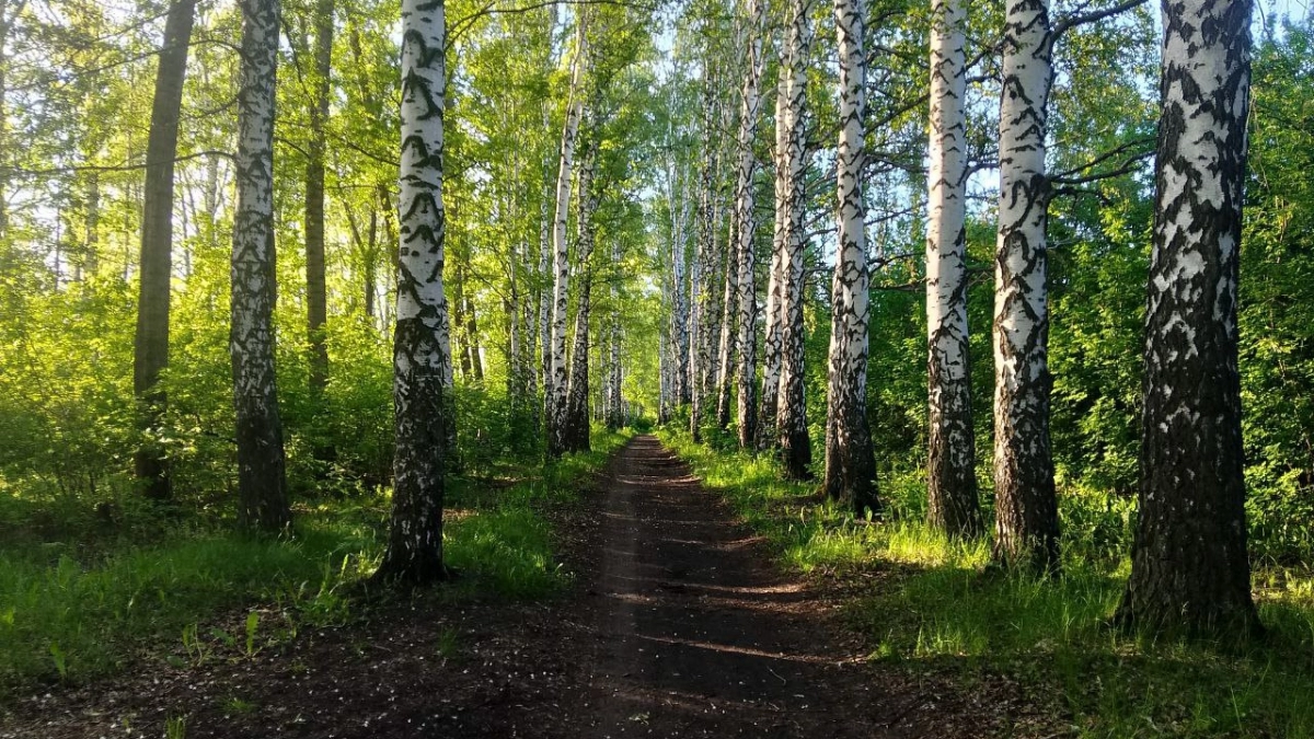 В 2026 году 26 жителей Пензенской области пострадали от укуса клещей