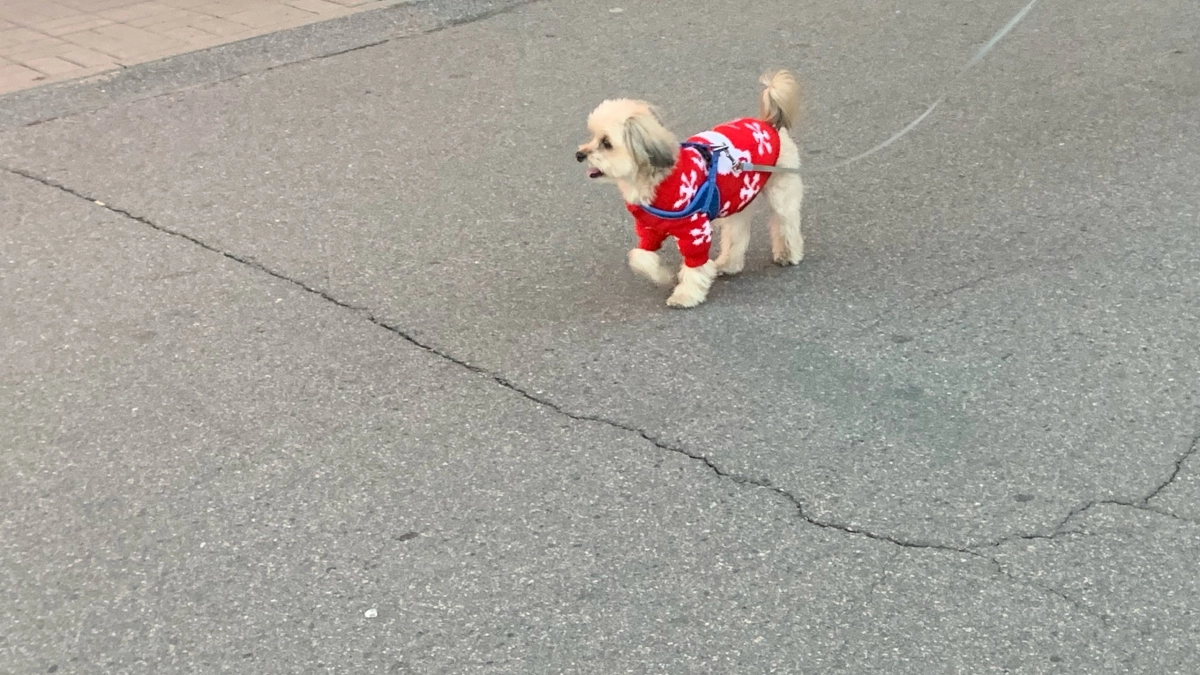 10 пород собак, которые почти не линяют и не пахнут: дома чисто, а рядом — пушистый друг 