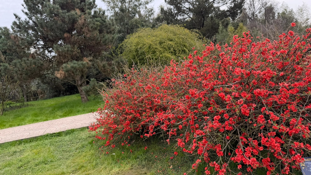 Сад мечты на участке растет сам - без усилий: эти неприхотливые кустарники заполнят все пустоты цветами и увеличат пространство