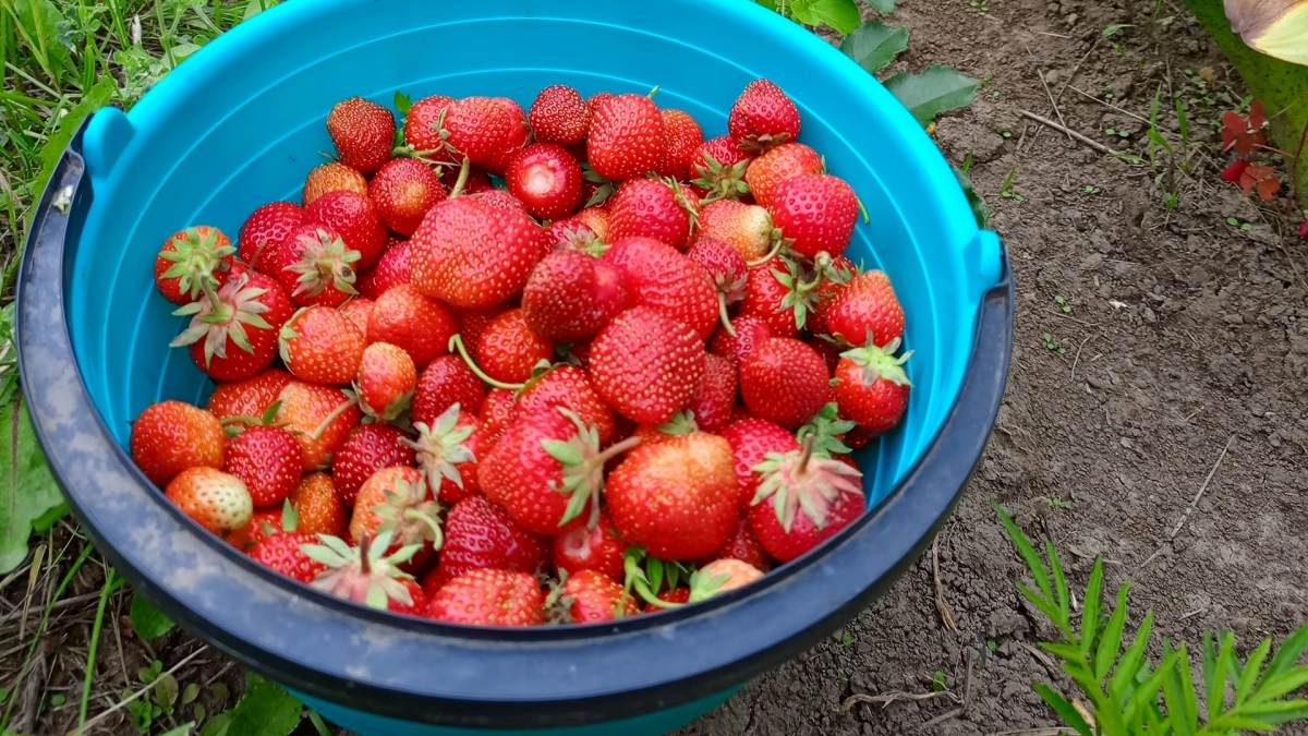 Подкормка клубники на укрупнение и плотность: чайная ложка до цветения - и ягоды с крупный орех