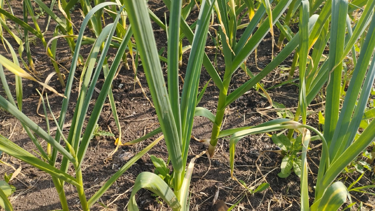 В апреле чесноку - обязательно на быстрый рост и крупные зубки. Лист изумрудный - и головки в ладони не помещаются