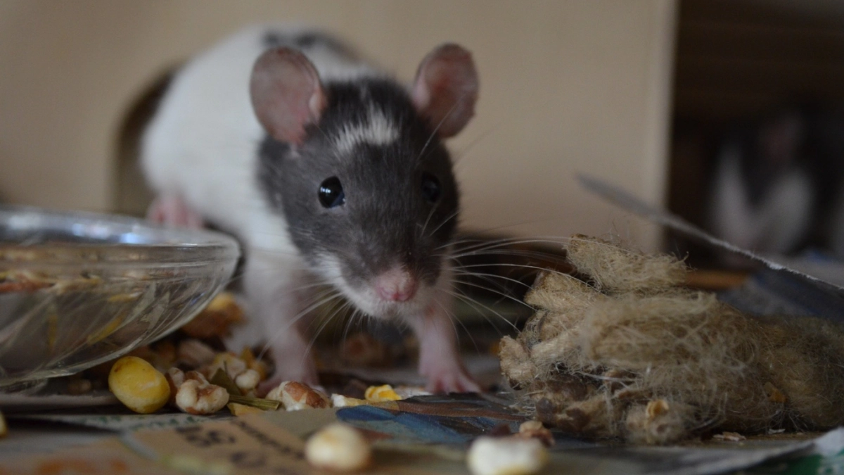 Мыши обходят дом стороной: 4 старых способа без кота и химии, о которых забыли