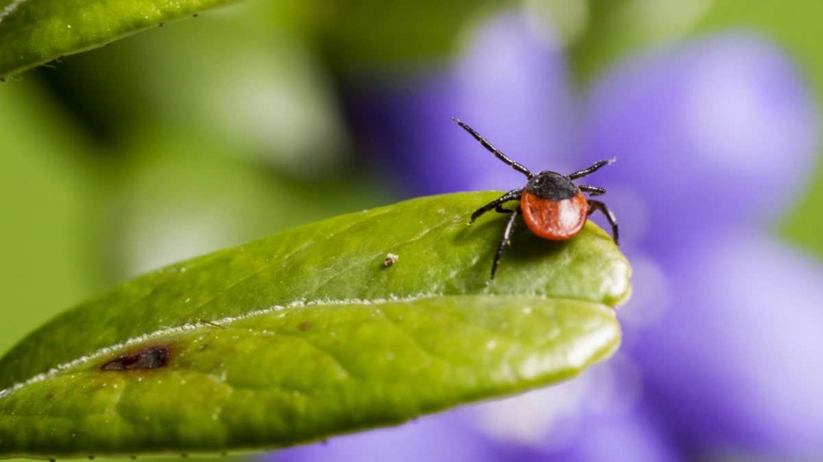 На даче от клещей – лучше не найти: высаживаю 4 растения "клещеборца" и ни одного паразита в радиусе 20 метров не найти