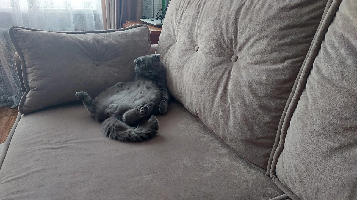 Так кошка прощается с хозяином навсегда: распознать эти знаки очень просто - сигналы тем, кто умеет их считывать