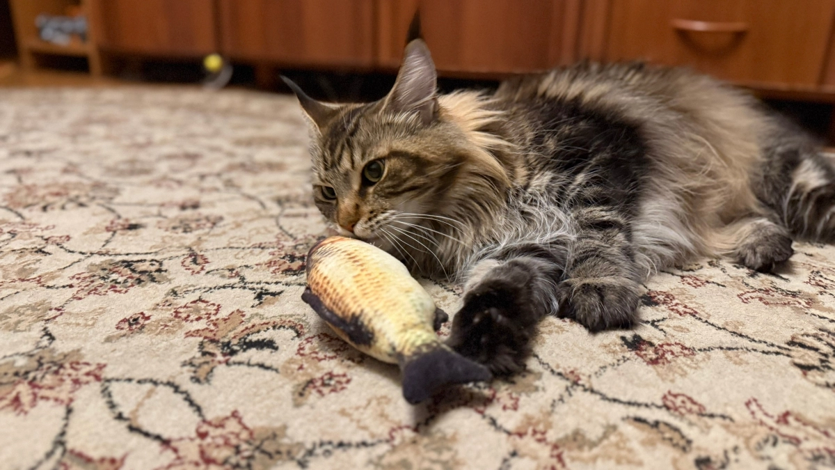 Кошка молчит, но ей больно: 7 тихих сигналов, которые хозяева часто пропускают