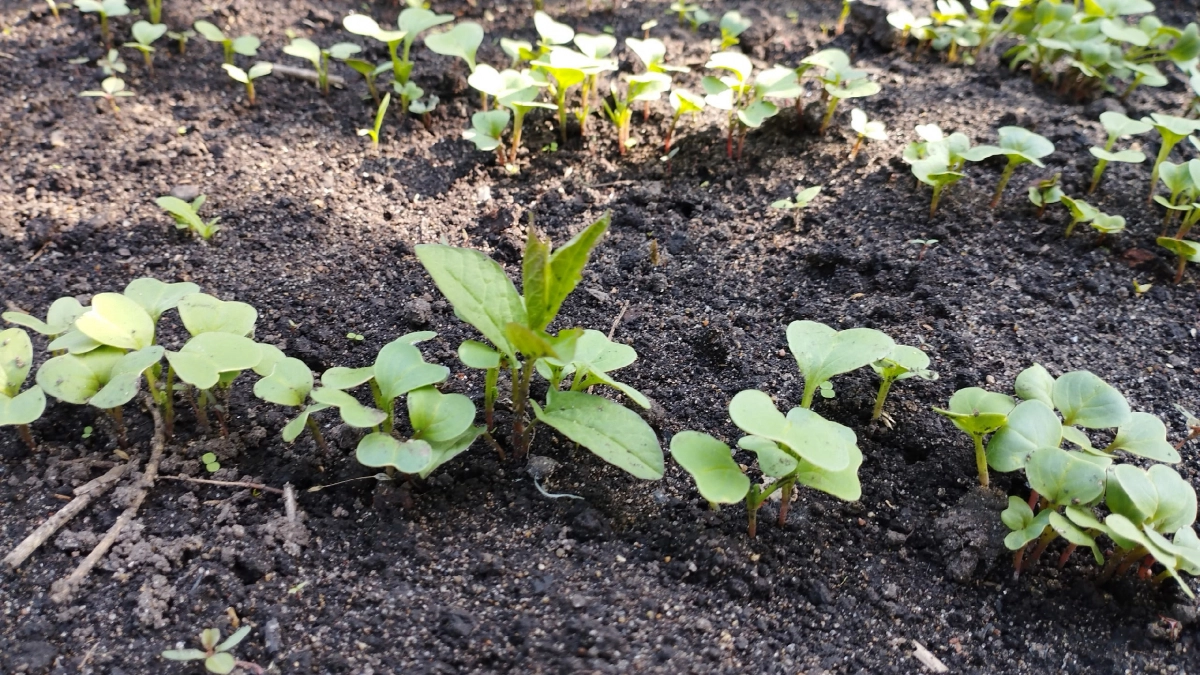 Убрала сорняки вдоль забора за один раз — и забыли на весь сезон: метод, о котором редко говорят дачники