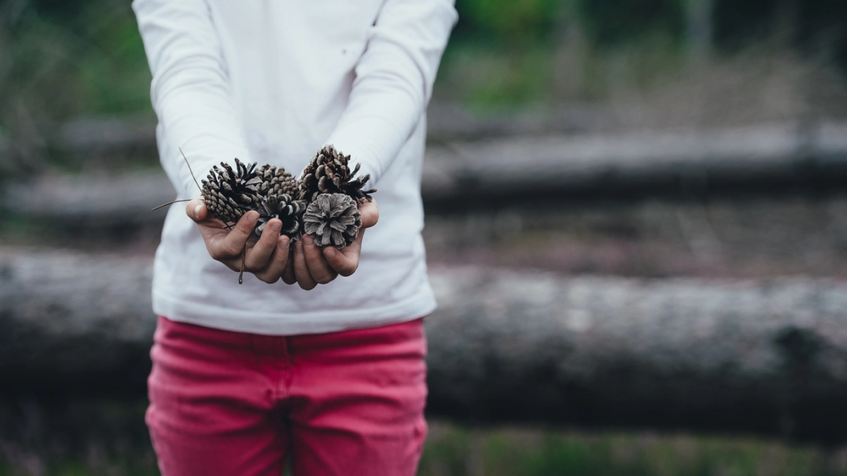В апреле сосновые шишки собираю мешками — не нарадуюсь своей смекалке: бесценная польза для дачников 