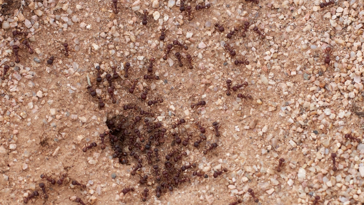 Ночь — и муравьи исчезли, сверкая пятками: копеечный способ, который работает быстрее любых покупных средств