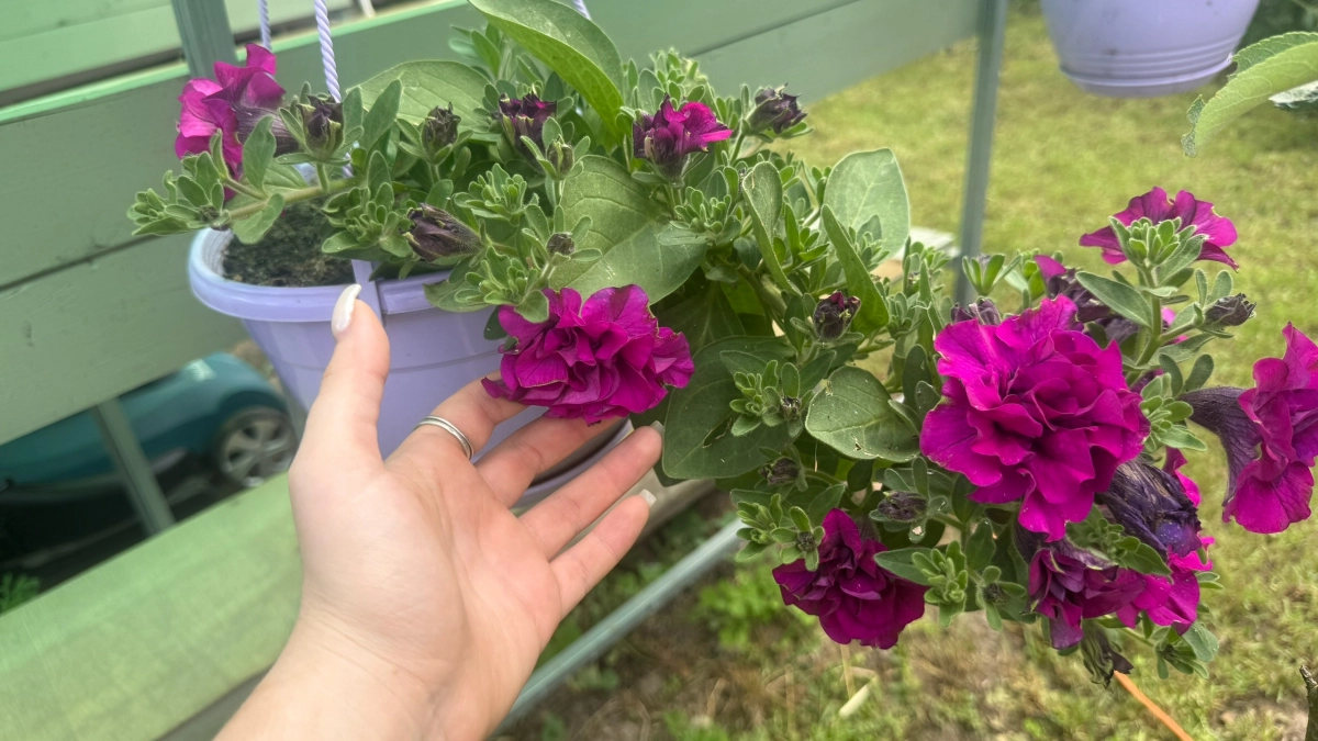 Проверьте свой участок: эти популярные растения притягивают клещей, как магнит - этому есть простое объяснение 