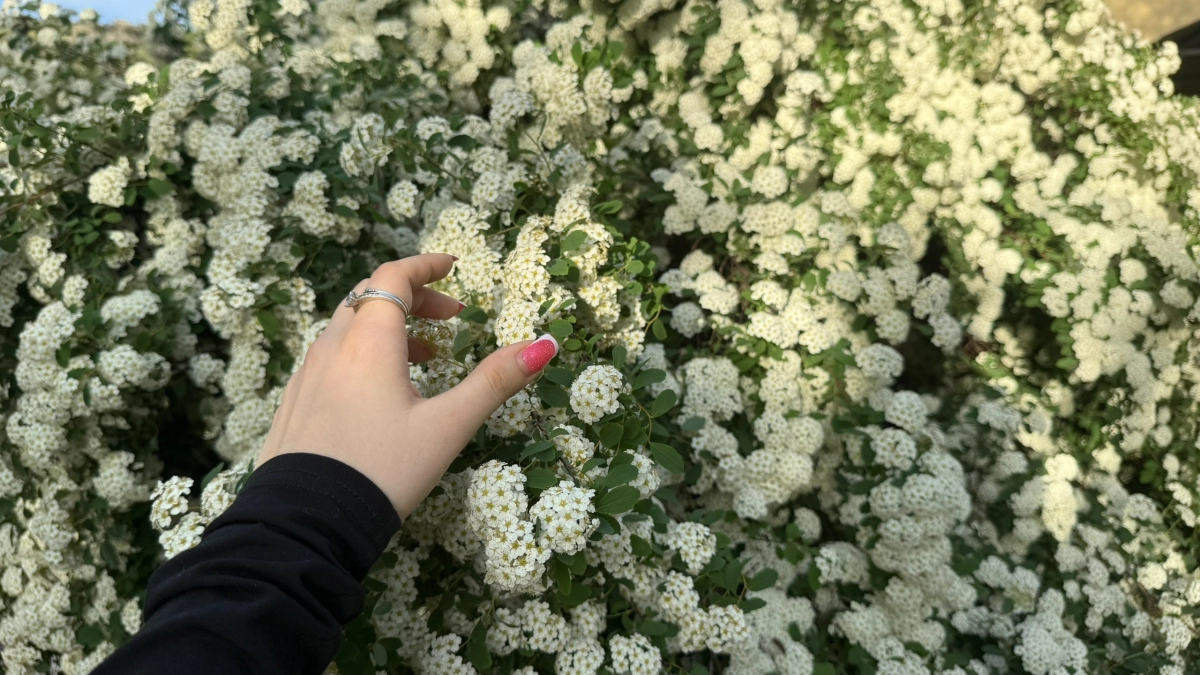 Заборы этой весной сносят не просто так: дачники массово выбирают красивую замену, которая меняет вид всего участка