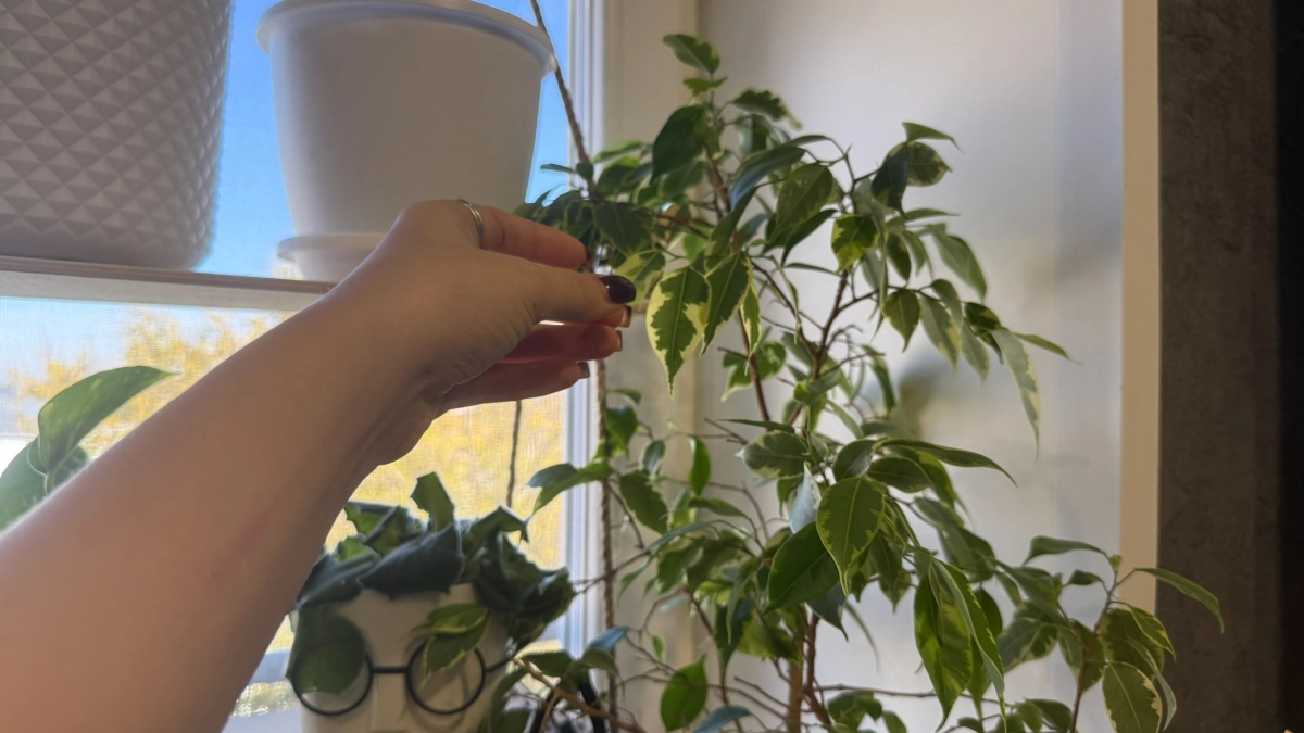 Как заставить фикус ветвиться, расти объемным и симметричным: нужна зубочистка или спичка - соседки обзавидуются