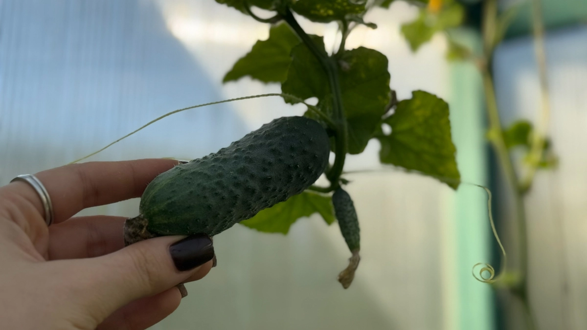 Огурцы, которым плевать на погоду: топ-3 лучших сорта — растут ровные, не кривятся и плодоносят до заморозков