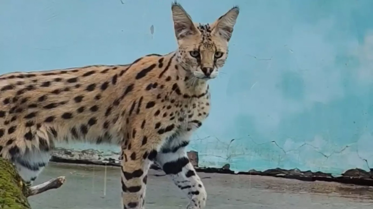 В Пензенский зоопарк привезли четырех новых обитателей