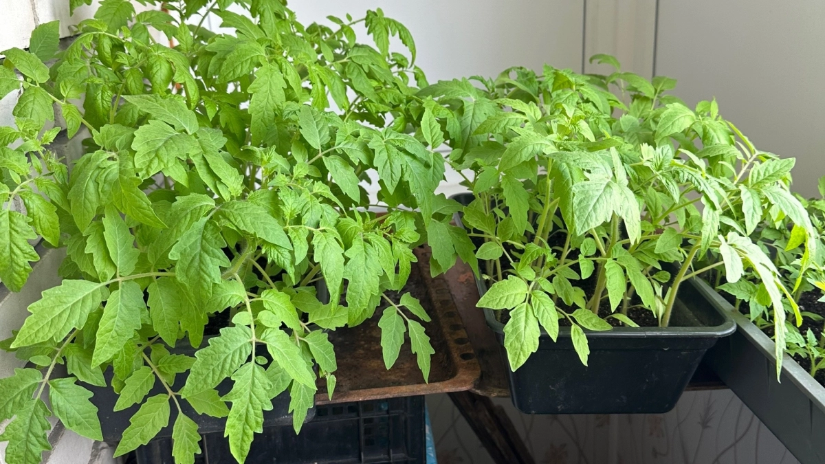 Главная подкормка томатов после пикировки - кто ее знает, всегда с мощной рассадой: для роста корня и толстого стебля