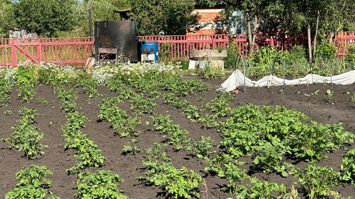 Одна обработка картофеля перед посадкой — и колорадский жук исчезает на весь сезон: делают так уже 5 лет и бед не знаю