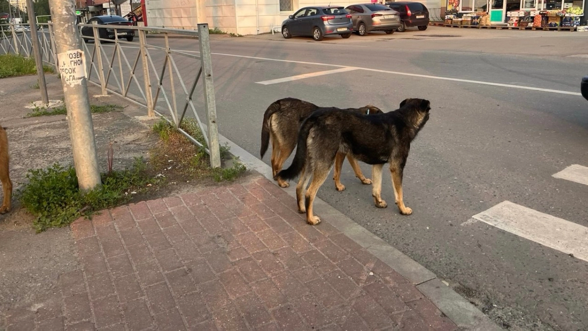 Жительница Колышлея через суд добилась компенсации морального вреда за укушенного собакой сына 