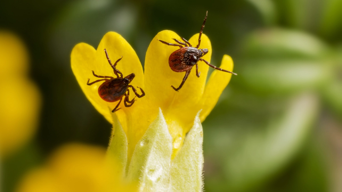 От клещей в апреле - обязательно: 3 эффективных средства для обработки участка - безопасно для людей и питомцев